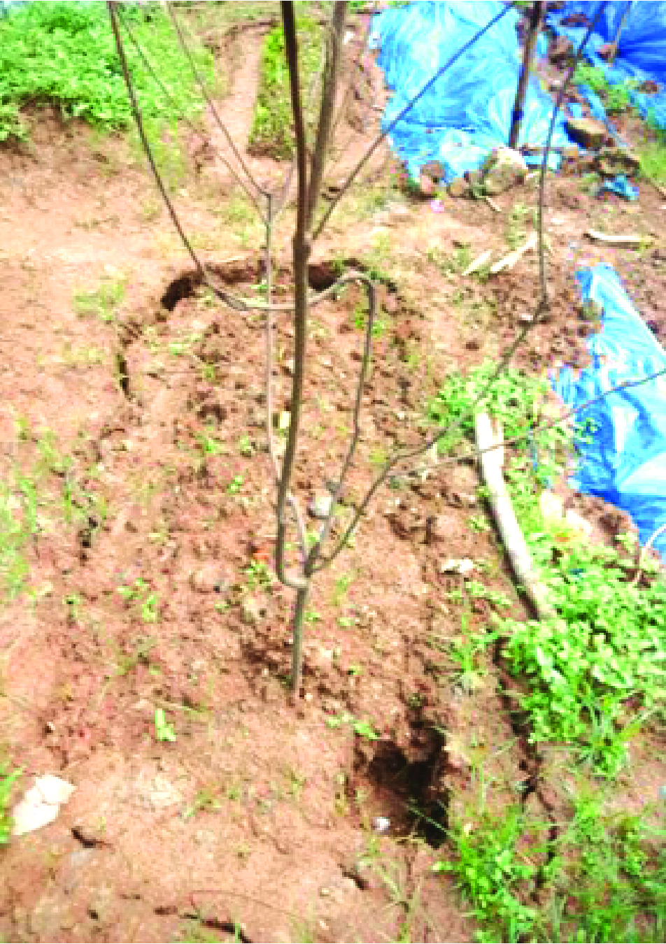 Image of মো: রশীদ